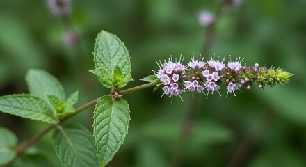 Fototapeta premium Detailed Botanical Real Shot of Mint Mentha Spicata Illustrating Stem Nodes Leaves and Flowers with Lush Green Foliage and Soft Purple Blossoms in Natural Daylight