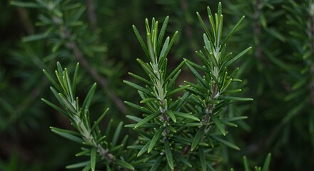 Detailed Botanical Real Shot of Rosemary Illustrating Needle-Like Leaves Rich Green Tones Fresh Herb Perfect for Herbal Medicine Resources and Culinary Applications