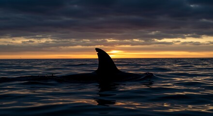 Naklejka premium Dolphin Fin at Sunset Ocean