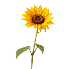 Single sunflower blooming with transparent background
