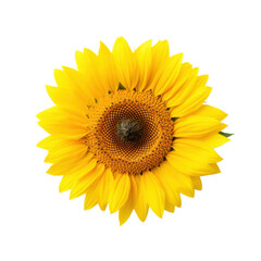 Fototapeta premium Sunflower blooming with transparent background isolate png