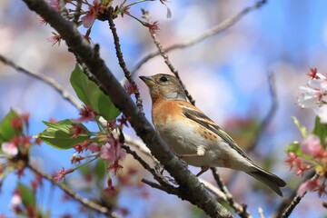 female Brambling on a branch