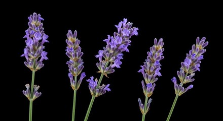 Obraz premium Detailed Lavender Lavandula Angustifolia Real Shot Featuring Purple Flower Clusters and Green Leaf Structure Against a Clean Black Backdrop Perfect for Botanical Aromatherapy and Decorative Projects