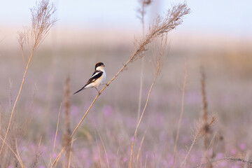 A woodchat shrike (Lanius senator) perched on a dry stem in a coastal meadow, photographed in natural light during spring migration in Italy.