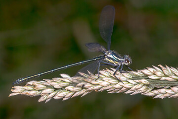 Common Flatwing (Austroargiolestes icteromelas) - Australian Damselfly
