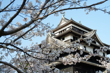 桜が満開な島根県松江市の国宝松江城