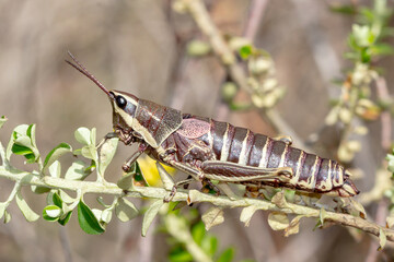 Common Pyrgomorph - Monistria discrepans - side view of grasshopper on native plant