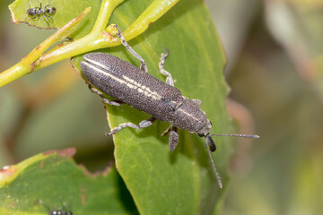 Rhinotia sp. - Australian Weevil - Macro Photography in Natural Habitat