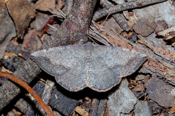 Bark-camouflaged Geometer Moth - Taxeotis sp.
