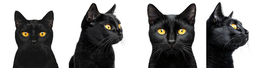 Close-up portrait of a black domestic cat with yellow eyes