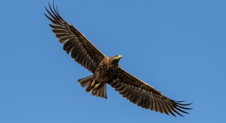 Obraz premium Eagle Soaring in the Blue Sky