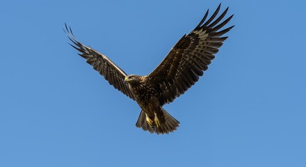 Obraz premium Eagle Soaring in Blue Sky