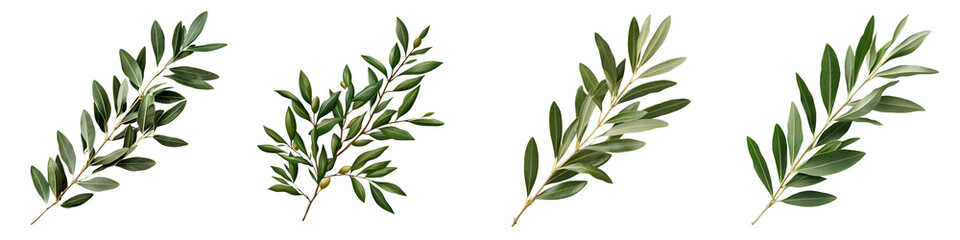 Fototapeta premium Lush olive branch with vibrant green leaves