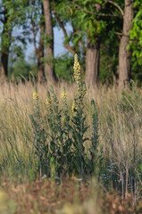Verbascum. Tall field plants with yellow flowers.