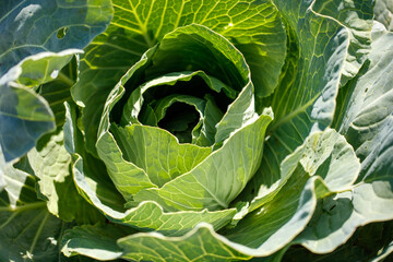 A large green leafy vegetable with a spiral shape