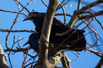 Rooks find themselves a mate.