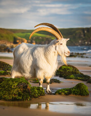 Obraz premium Long Haired Goat