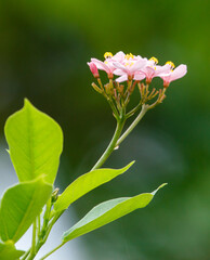 A single pink flower with green leaves