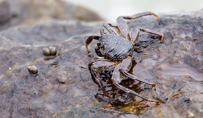 A crab is sitting on a rock in the water