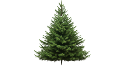 Pine Tree Isolated on White Background with Lush Green Foliage