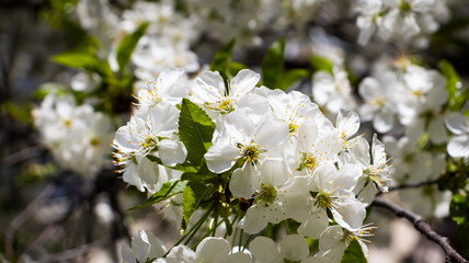 Delicate white blossoms blooming in a lush garden under bright sunlight during springtime