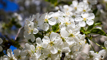 Blooming cherry blossoms in a serene garden during springtime, showcasing nature's vibrant beauty and tranquility