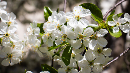 Blossoms of spring grace the branches with delicate white flowers in a tranquil garden setting