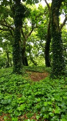 Lush Green Forest Ivy Covered Trees Nature Path