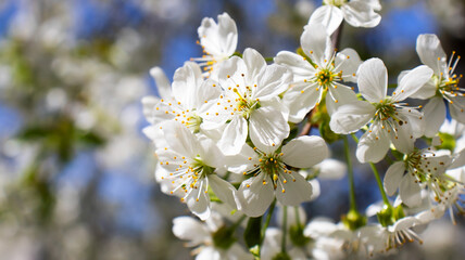 Delicate white blossoms thrive under a bright blue sky, celebrating spring's arrival with their vibrant beauty and refreshing fragrance