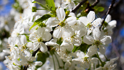 Blossoms dance in the gentle spring breeze under a vibrant blue sky, capturing the essence of nature's renewal and beauty