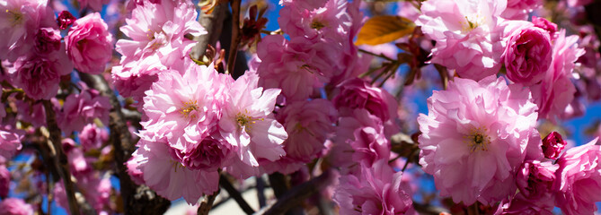 Cherry blossoms bloom vibrantly under a clear blue sky, symbolizing renewal and beauty during springtime in the park