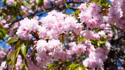 Cherry blossoms bloom vibrantly under a clear blue sky in springtime, showcasing nature's beauty and renewal as the season unfolds