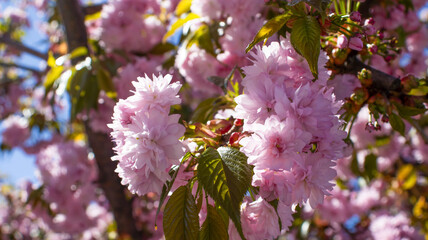 Cherry blossoms bloom vibrantly under a clear blue sky, bringing the joy of springtime to the beautiful garden landscape