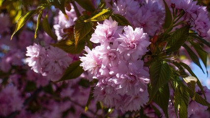 Blossoming cherry trees in springtime, showcasing vibrant pink flowers against a clear blue sky