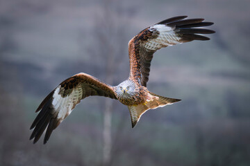 A Red Kite is captured in flight towards the camera. It is flying low with its wings spread upwards