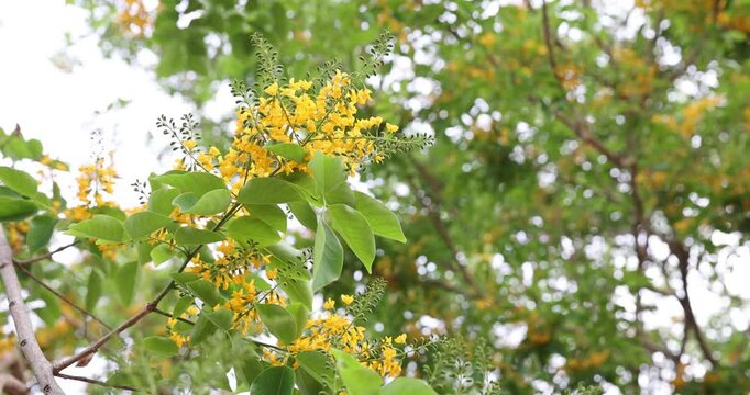 Bright yellow Padauk flowers with buds are in full bloom on the tree and swaying beautifully in the morning breeze. (Pterocarpus macrocarpus) For the Myanmar water festival (Thingyan).