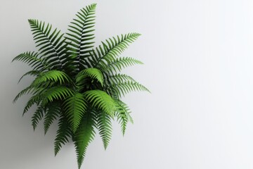 Fototapeta premium Fern plant on white background