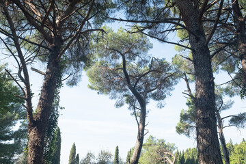 Lush Forest Canopy with Tall Trees and Clear Blue Sky. The towering trees and their interwoven branches create a natural atmosphere, ideal for themes of tranquility, nature, and outdoor exploration.