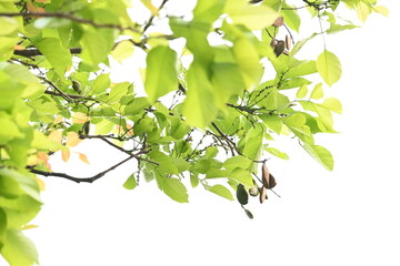 Millettia pinnata tree. It is a species of tree in the pea family Fabaceae. Its other names  Pongamia pinnata, Indian beech and Pongame oiltree. Oil is extracted from its seeds. Ayurvedic medicine.