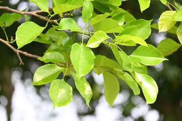 Millettia pinnata tree. It is a species of tree in the pea family Fabaceae. Its other names  Pongamia pinnata, Indian beech and Pongame oiltree. Oil is extracted from its seeds. Ayurvedic medicine.
