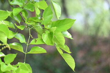 Millettia pinnata tree. It is a species of tree in the pea family Fabaceae. Its other names  Pongamia pinnata, Indian beech and Pongame oiltree. Oil is extracted from its seeds. Ayurvedic medicine.