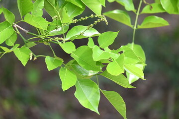 Millettia pinnata tree. It is a species of tree in the pea family Fabaceae. Its other names  Pongamia pinnata, Indian beech and Pongame oiltree. Oil is extracted from its seeds. Ayurvedic medicine.