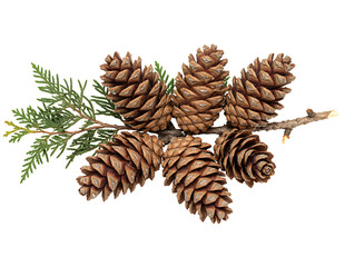 Fototapeta premium Pinecone and Pine Branch on Transparent Background