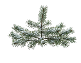 Snow-Covered Pine Branch Isolated on Transparent Background