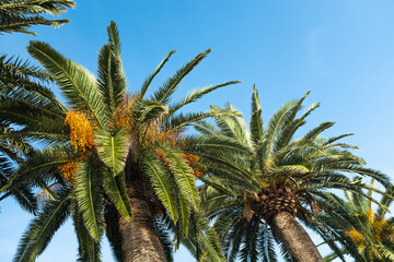 Tall Palm Trees Against a Bright Blue Sky. This photo captures the essence of a sunny day in a lush...