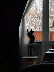 cat on the window