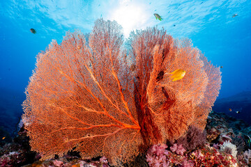Vibrant Sea Fan Coral with Sunlight, Thailand © Ranchana