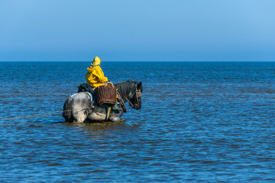 Horseback shrimp fisherman riding a Brabant draft horse in the North Sea for grey shrimp fishing, Oostduinkerke, Belgium.