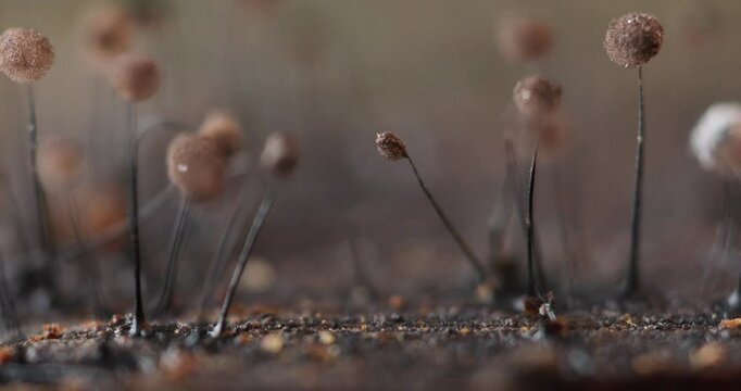 Slime molds. Mysterious creatures of nature. Natural background.
