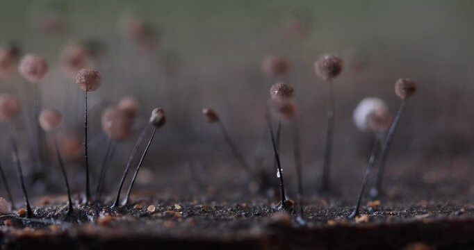 Slime molds. Mysterious creatures of nature. Natural background.